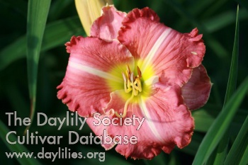 Daylily Miltitzer Pink
